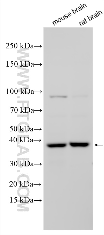 WB analysis using 34226-1-AP
