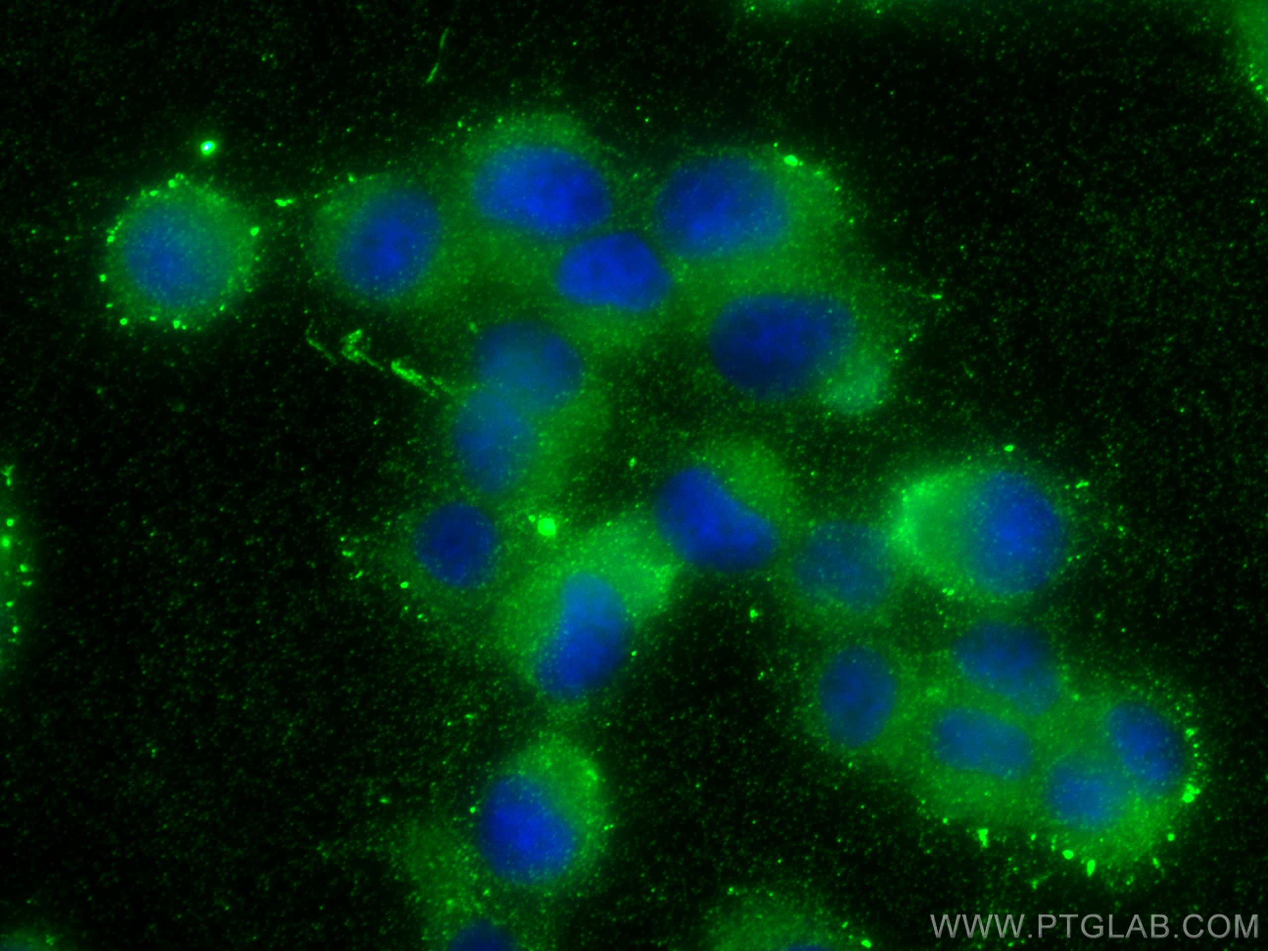 IF Staining of PC-12 using 14568-1-AP