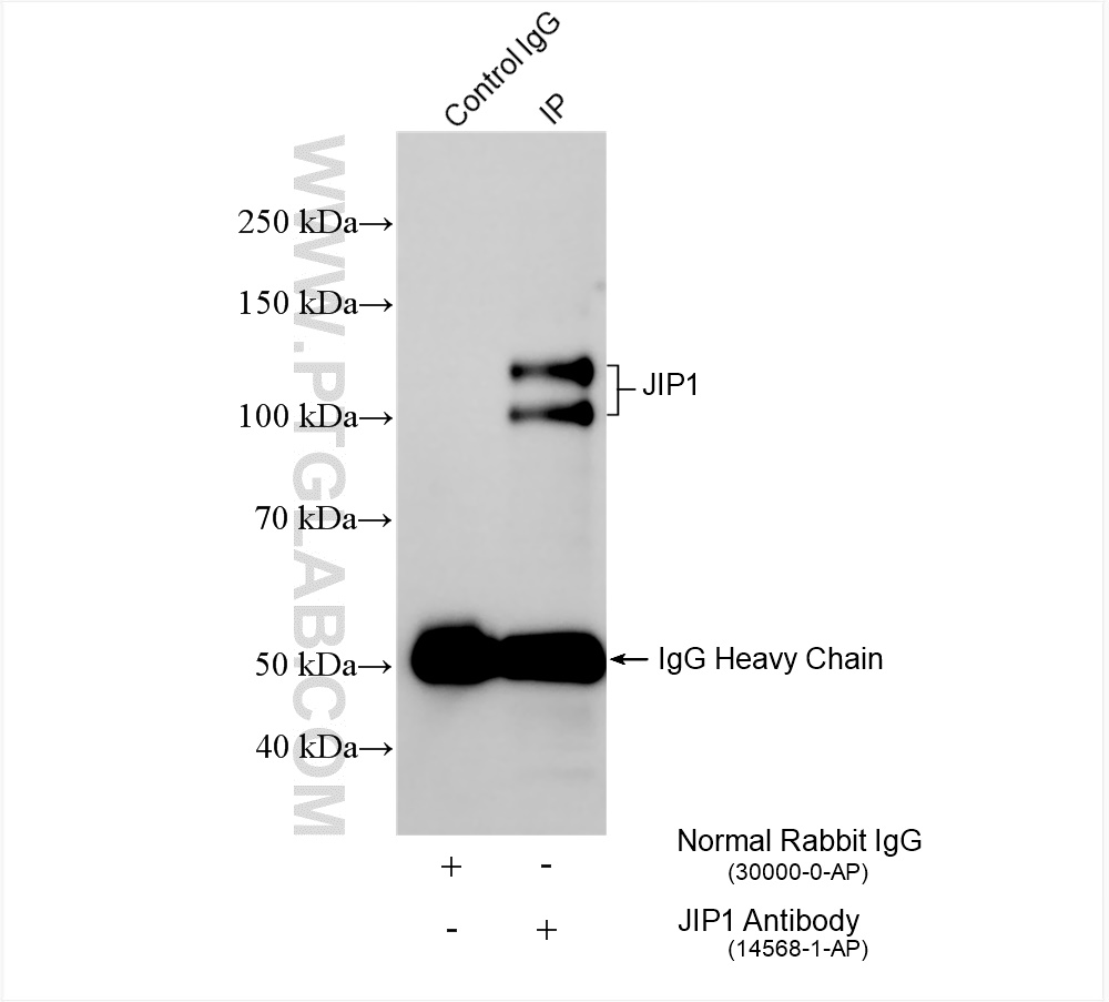 IP experiment of mouse brain using 14568-1-AP