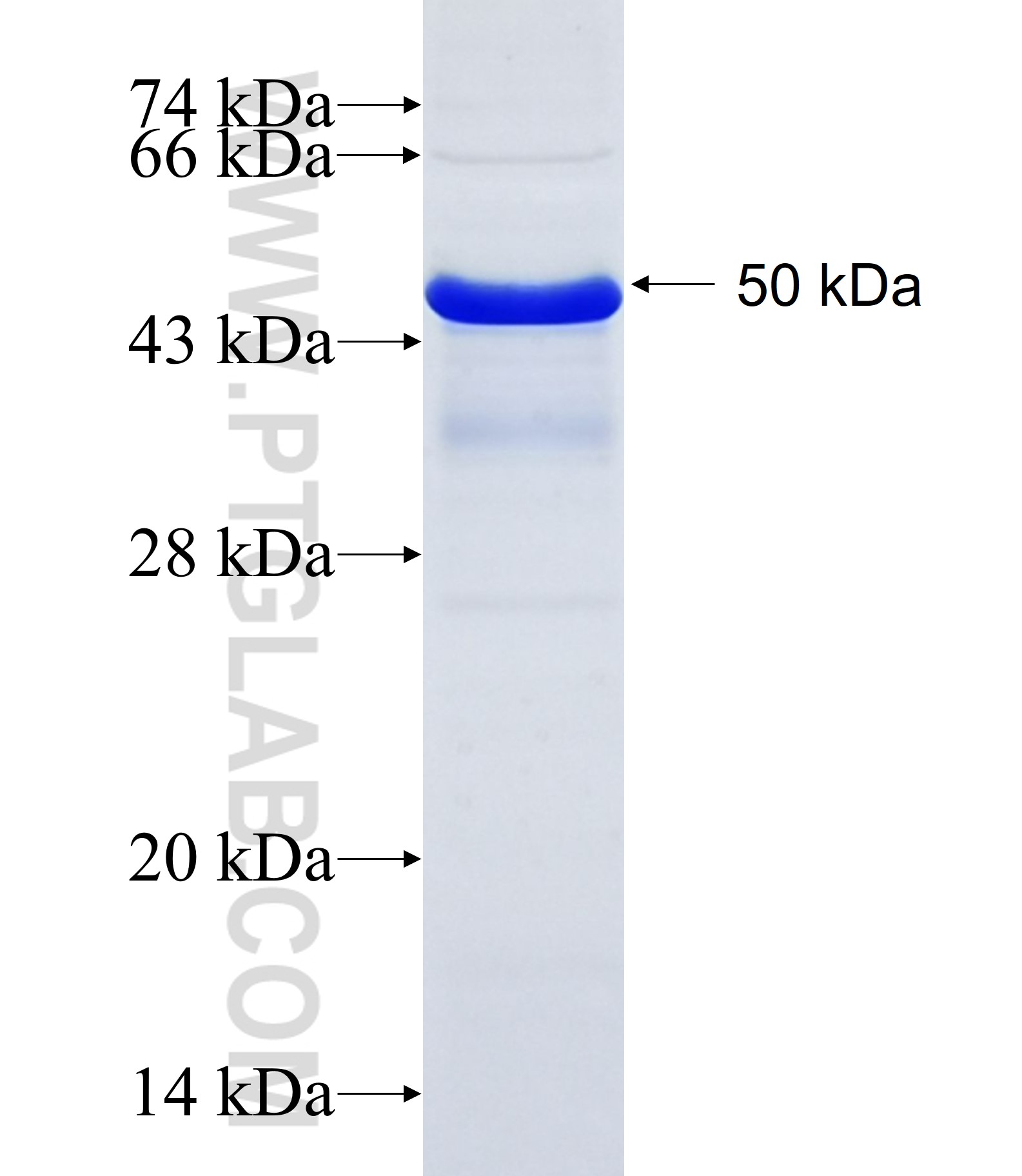 JIP1 fusion protein Ag7404 SDS-PAGE