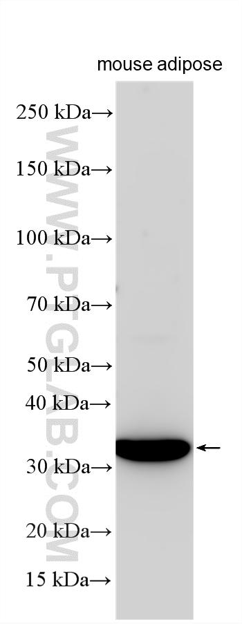 WB analysis using 33929-1-AP (same clone as 33929-1-PBS) WB analysis using 33929-1-AP (same clone as 33929-1-PBS)