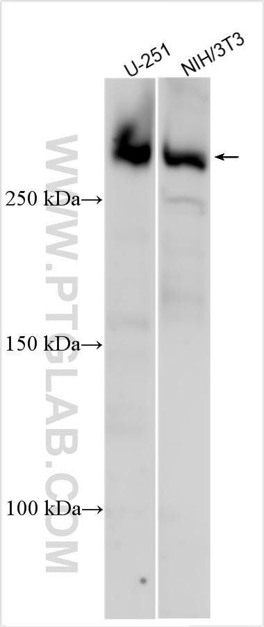 WB analysis using 26637-1-AP