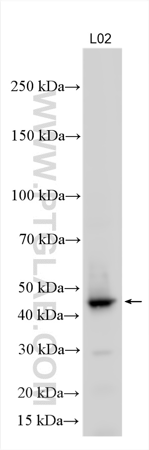 WB analysis using 21572-1-AP