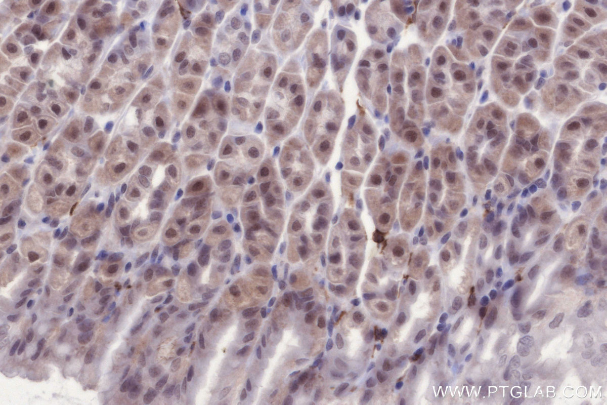 IHC staining of mouse stomach using 84804-4-RR
