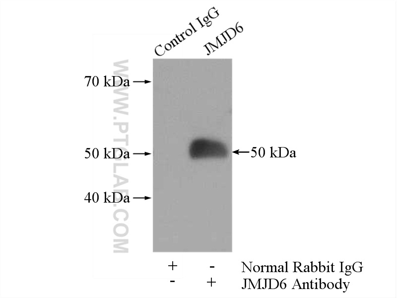 IP experiment of K-562 using 16476-1-AP