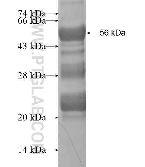 JMY fusion protein Ag18735 SDS-PAGE