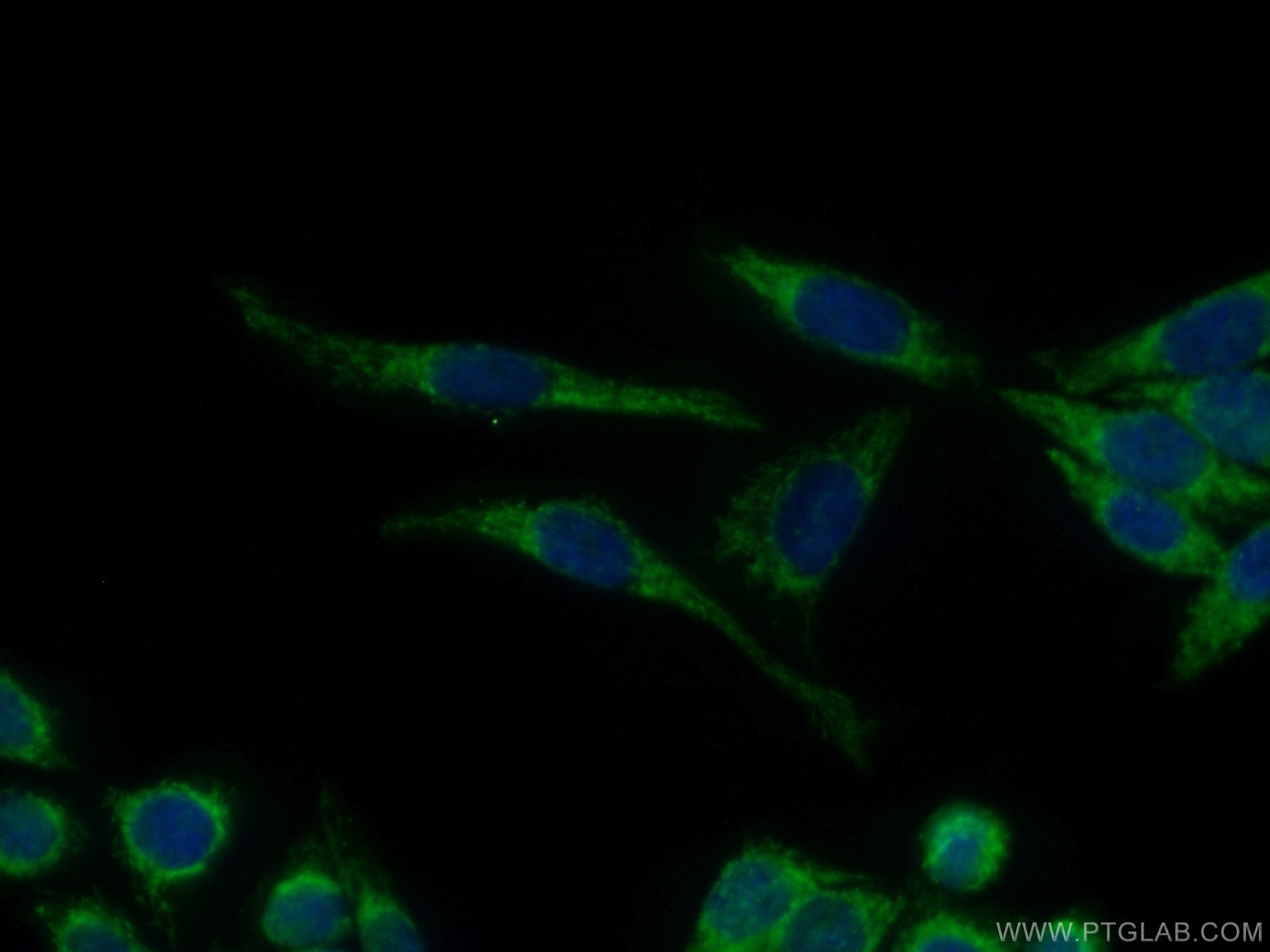 IF Staining of HeLa using 10023-1-AP