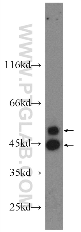 JNK Polyclonal antibody