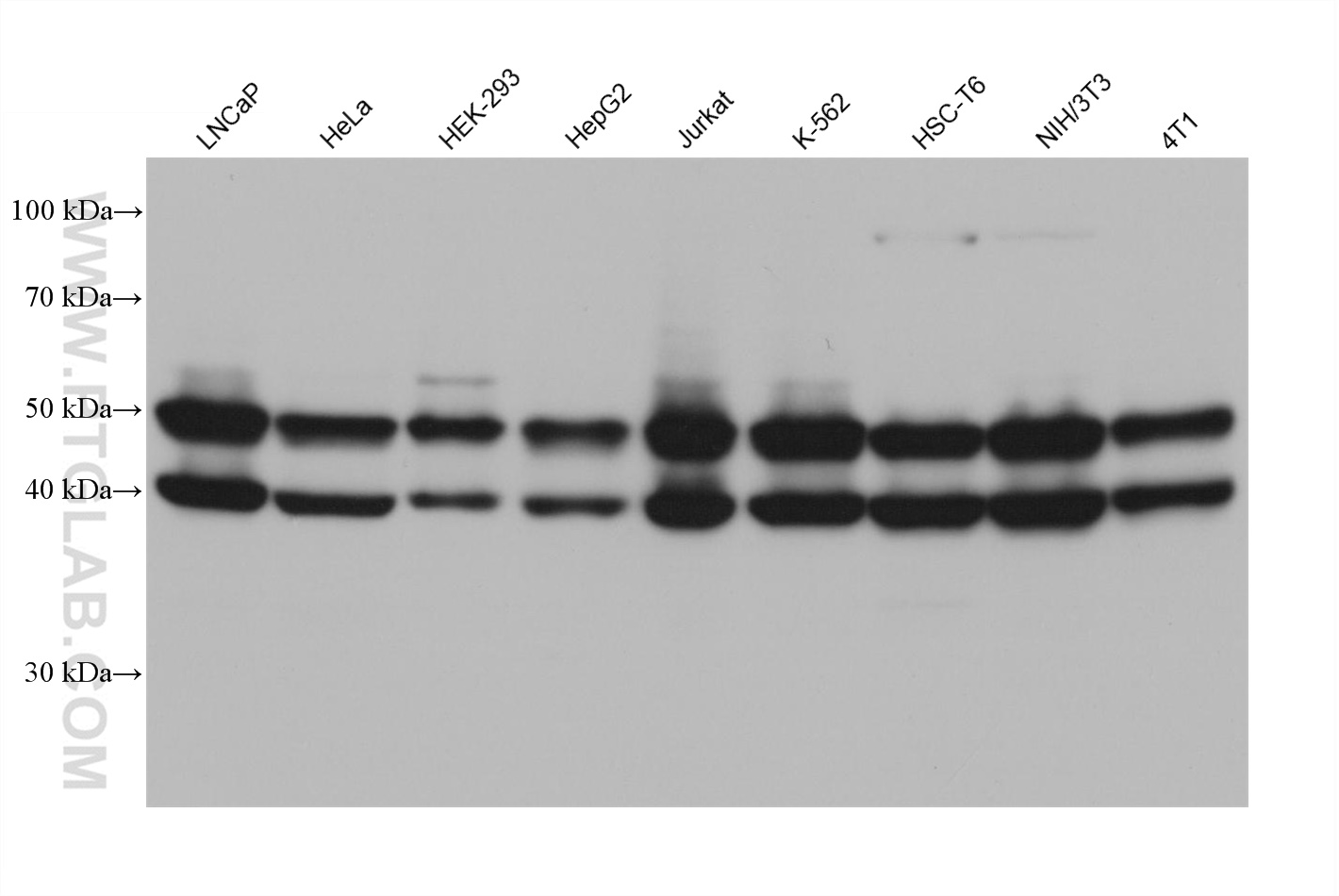 WB analysis using 66210-1-Ig (same clone as 66210-1-PBS)