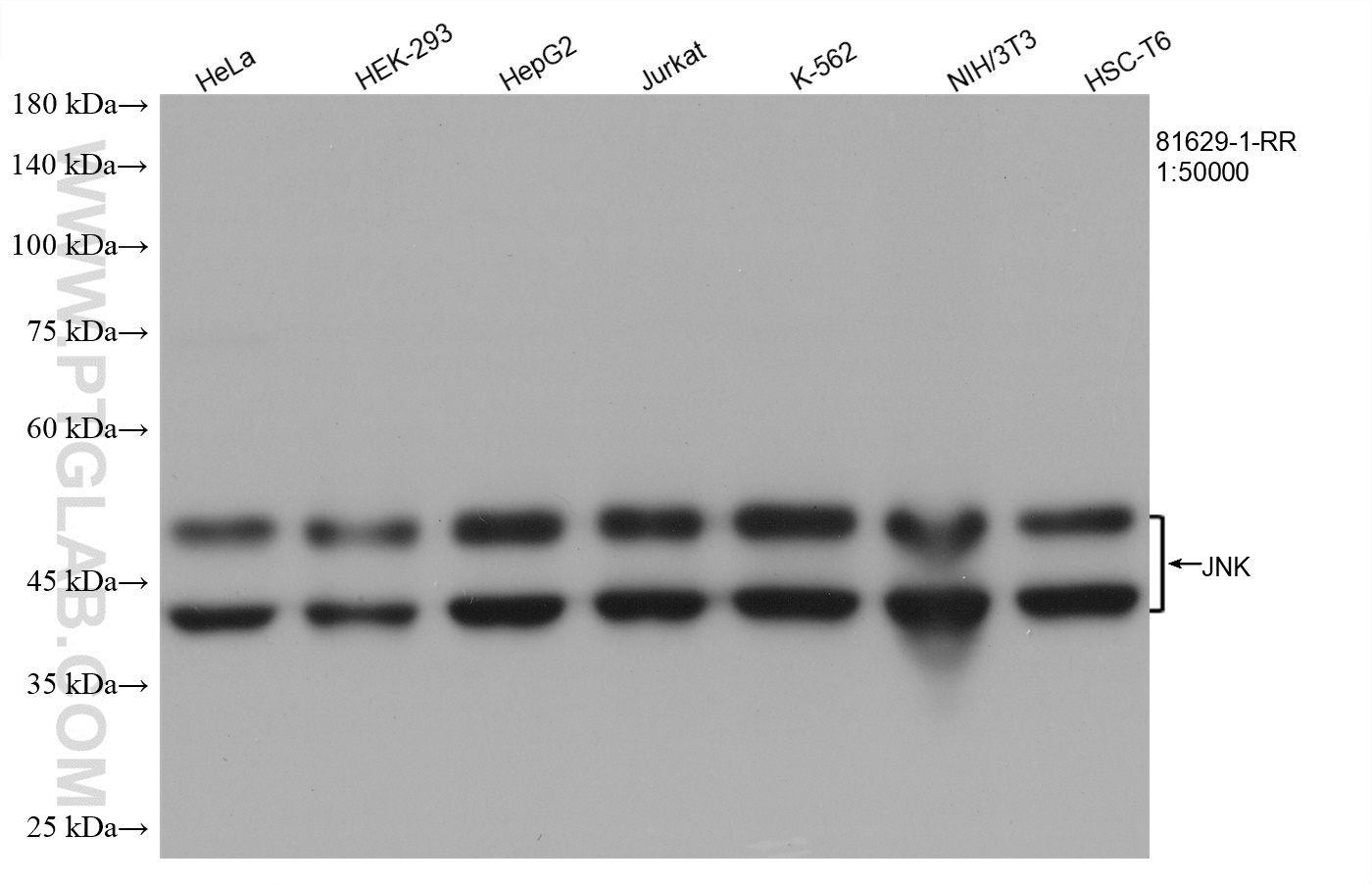 WB analysis using 81629-1-RR (same clone as 81629-1-PBS)