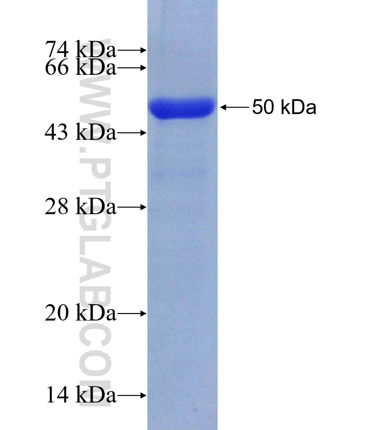 JNK fusion protein Ag21426 SDS-PAGE