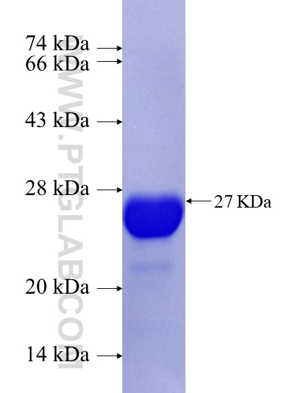 JPH1 fusion protein Ag23221 SDS-PAGE JPH1 fusion protein Ag23221 SDS-PAGE