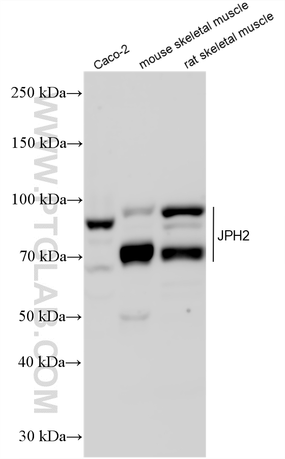 WB analysis using 31589-1-AP
