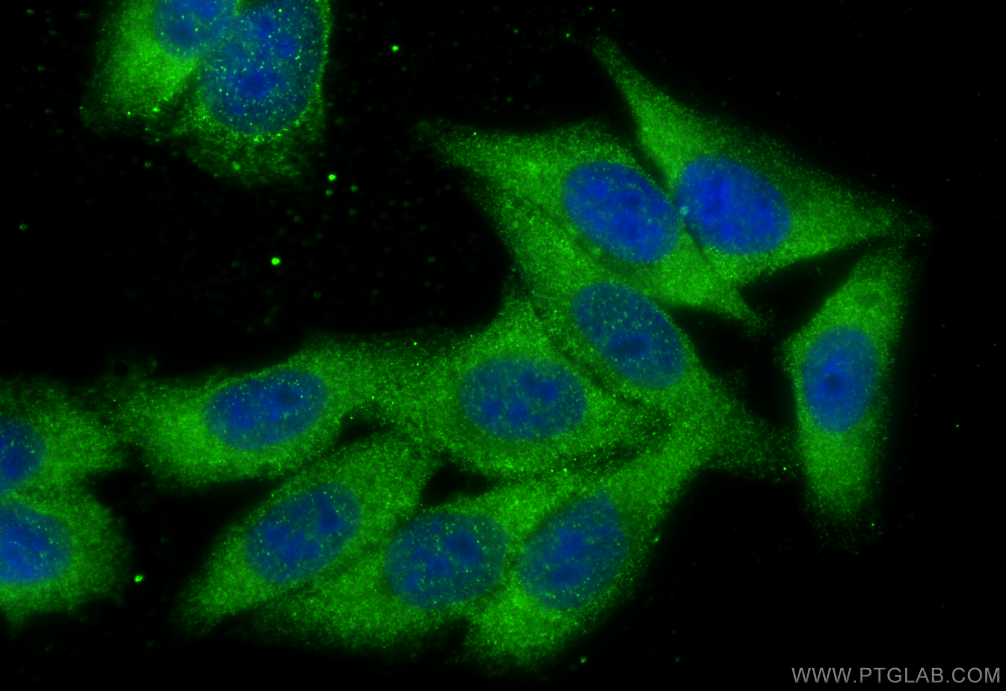 IF Staining of HepG2 using 10854-1-AP