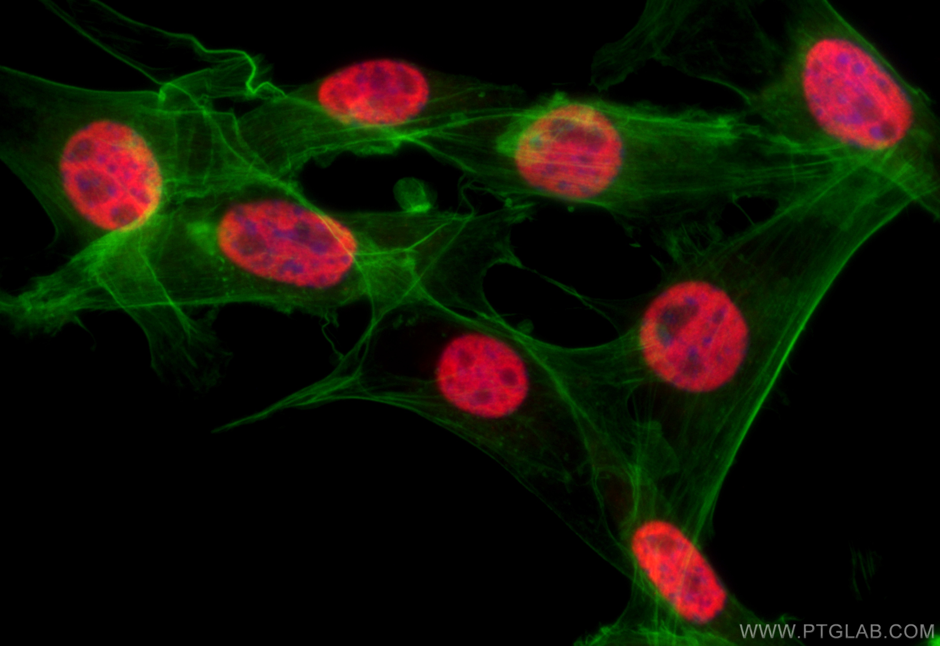 IF Staining of NIH/3T3 using 24909-1-AP