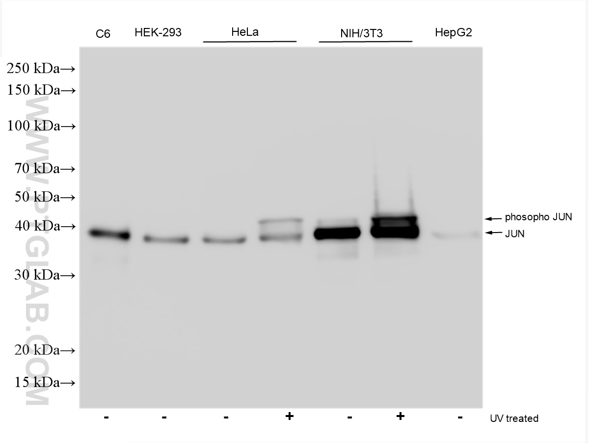 WB analysis using 24909-1-AP