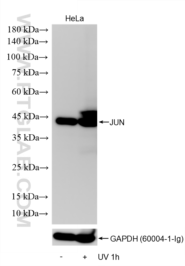WB analysis using 81667-5-RR (same clone as 81667-5-PBS) WB analysis using 81667-5-RR (same clone as 81667-5-PBS)