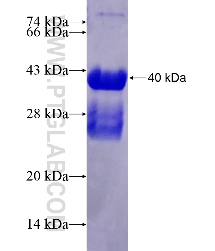 JUN fusion protein Ag17304 SDS-PAGE