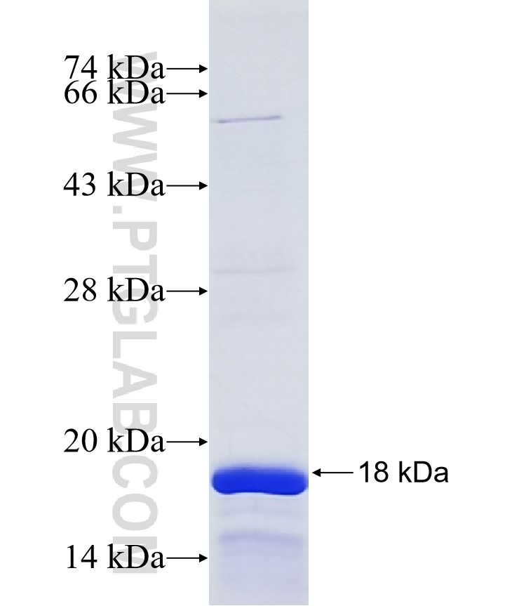 JUN fusion protein Ag17639 SDS-PAGE