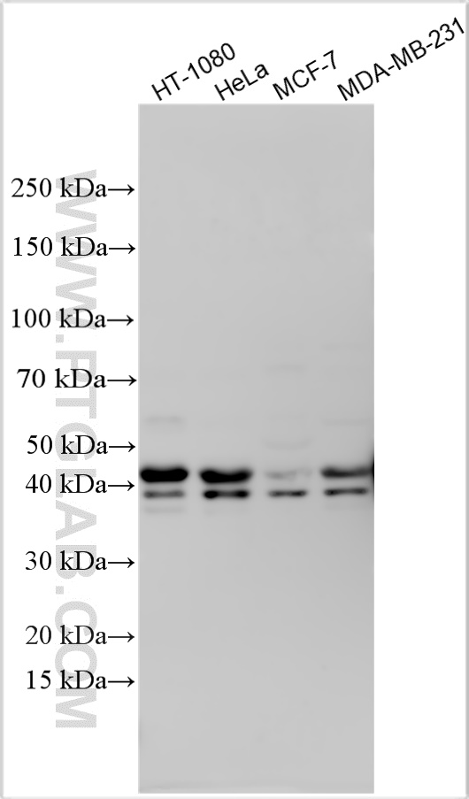 WB analysis using 10486-1-AP