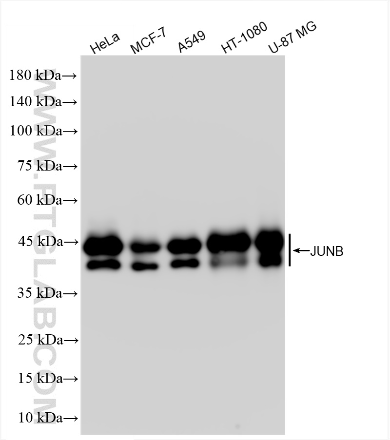 WB analysis using 84922-6-RR