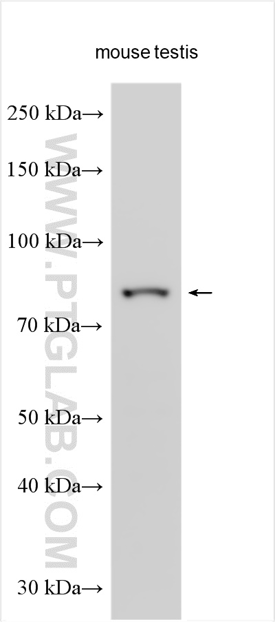 WB analysis using 26504-1-AP