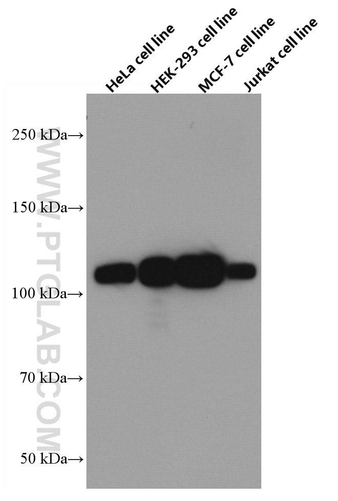 WB analysis of HeLa using 66630-1-Ig