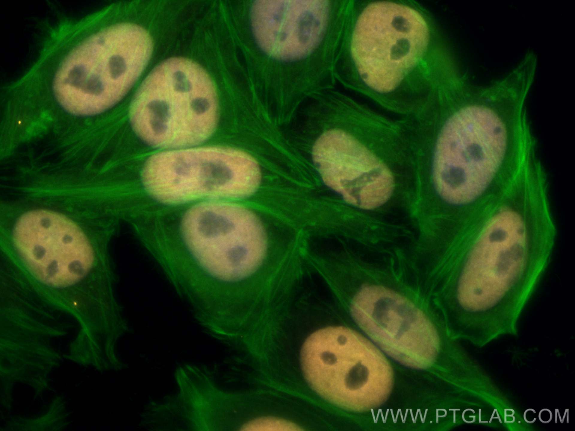 IF Staining of HepG2 using CL555-66630