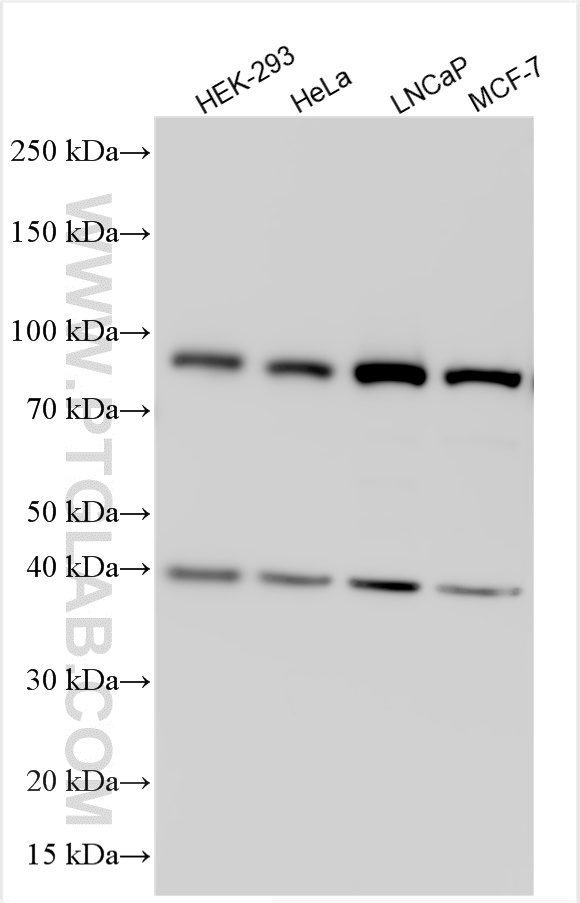 WB analysis using 28390-1-AP
