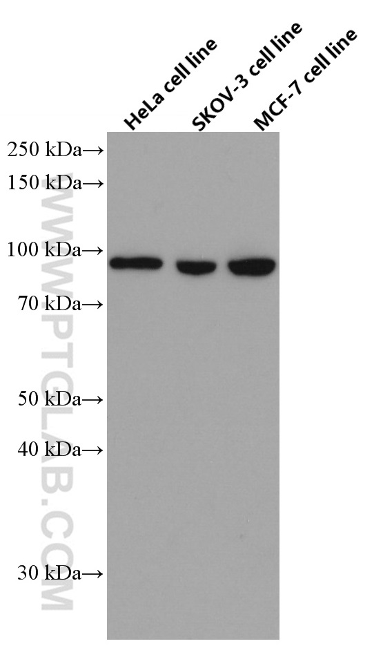 WB analysis using 66575-1-Ig