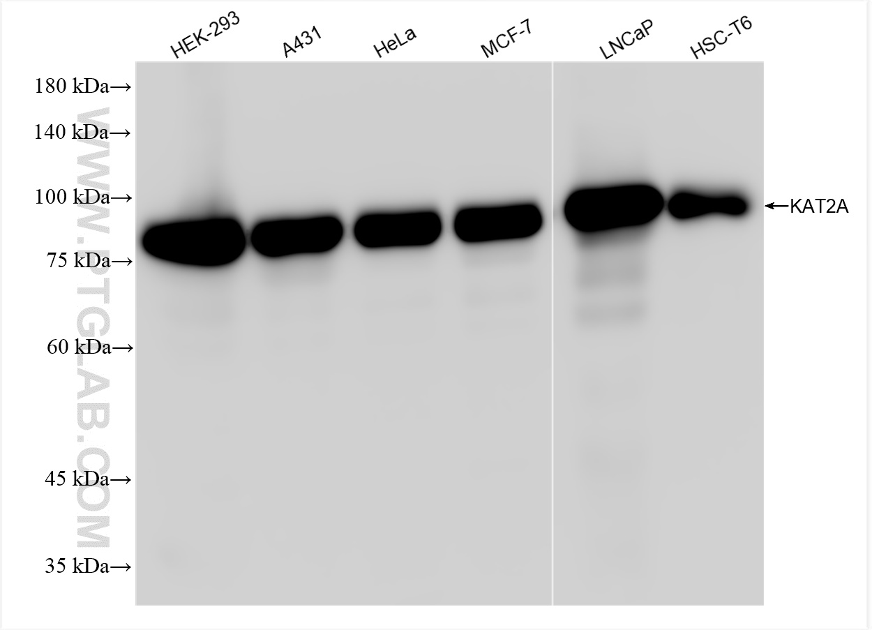 WB analysis using 84669-2-RR (same clone as 84669-2-PBS)
