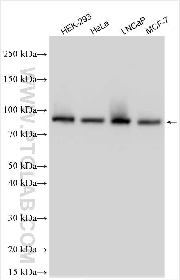 WB analysis using 84669-2-RR (same clone as 84669-2-PBS)
