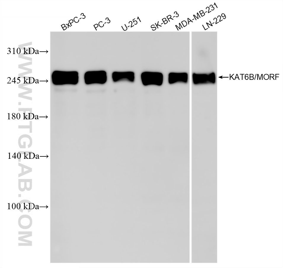WB analysis using 86962-12-RR (same clone as 86962-12-PBS)