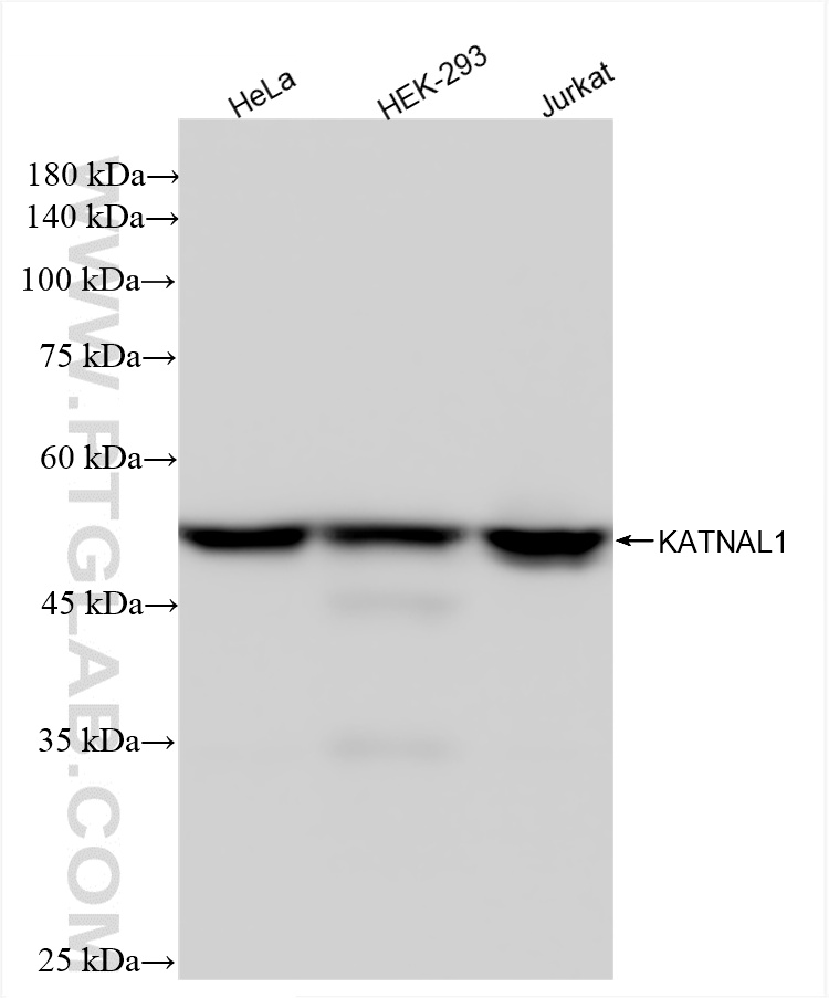 WB analysis using 85382-1-RR (same clone as 85382-1-PBS)