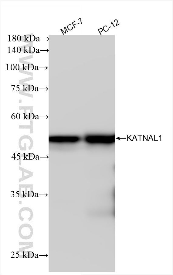 WB analysis using 85382-1-RR (same clone as 85382-1-PBS)