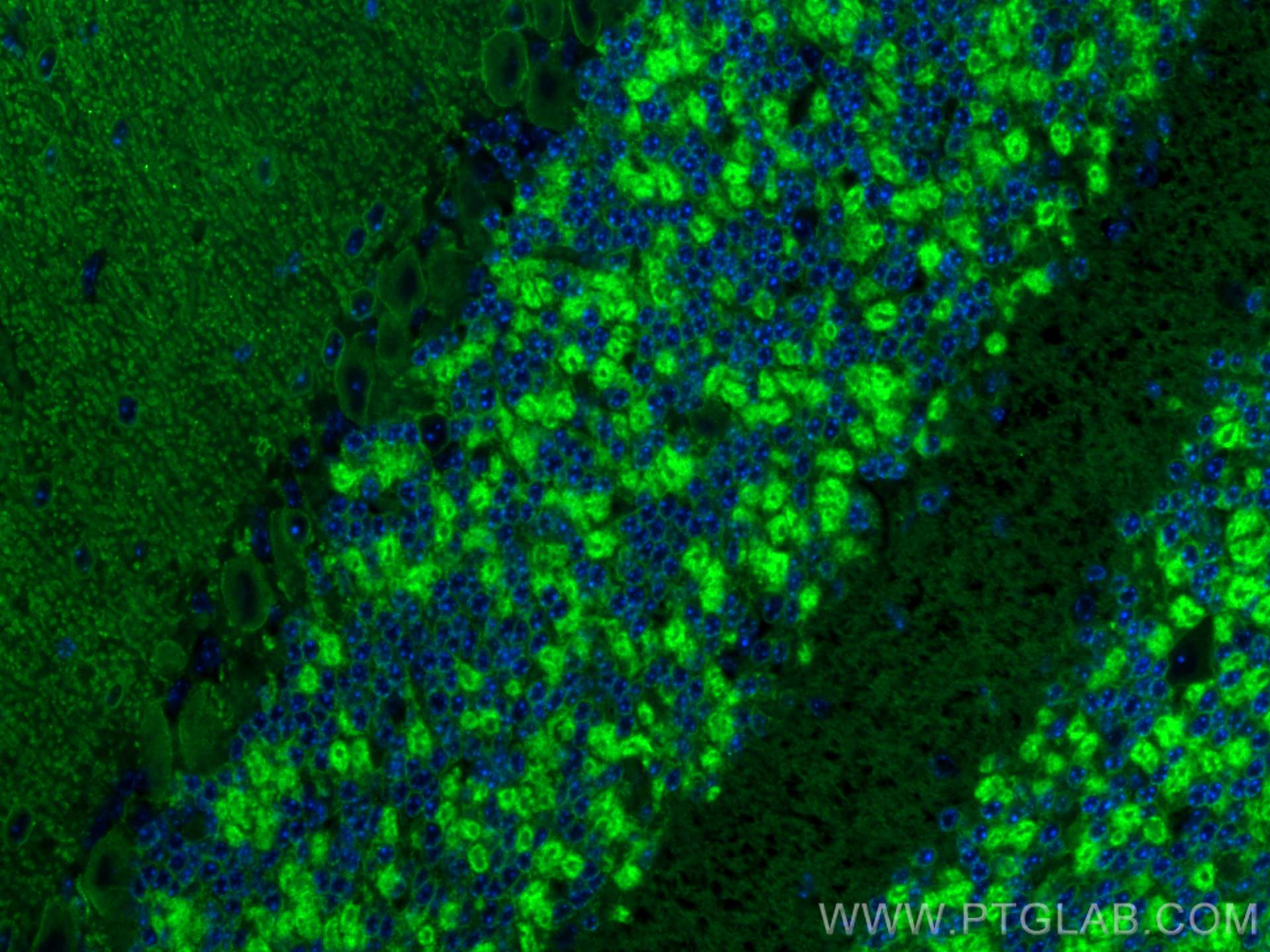 IF Staining of mouse cerebellum using CL488-19565