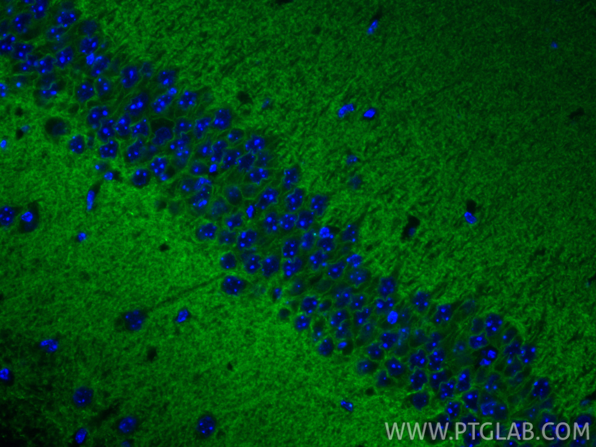 IF Staining of mouse brain using CL488-19565