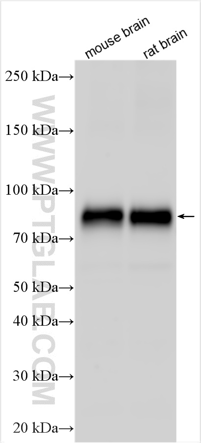 WB analysis using 18067-1-AP
