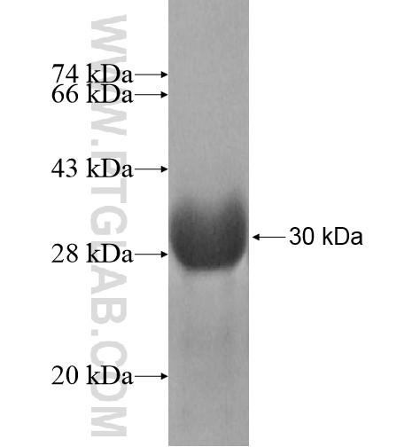 KCNA10 fusion protein Ag12445 SDS-PAGE