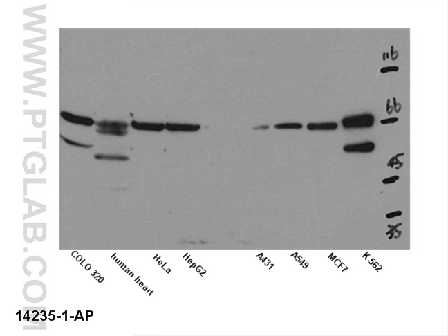 Kv1.2 Polyclonal antibody