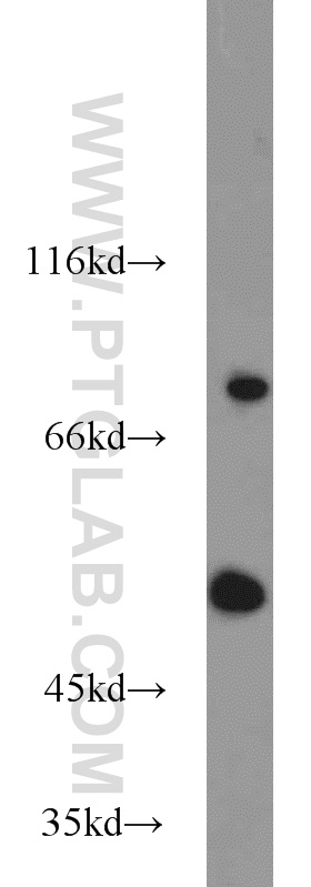 WB analysis of A549 using 14079-1-AP