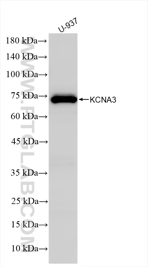 WB analysis of U-937 using 85049-4-RR