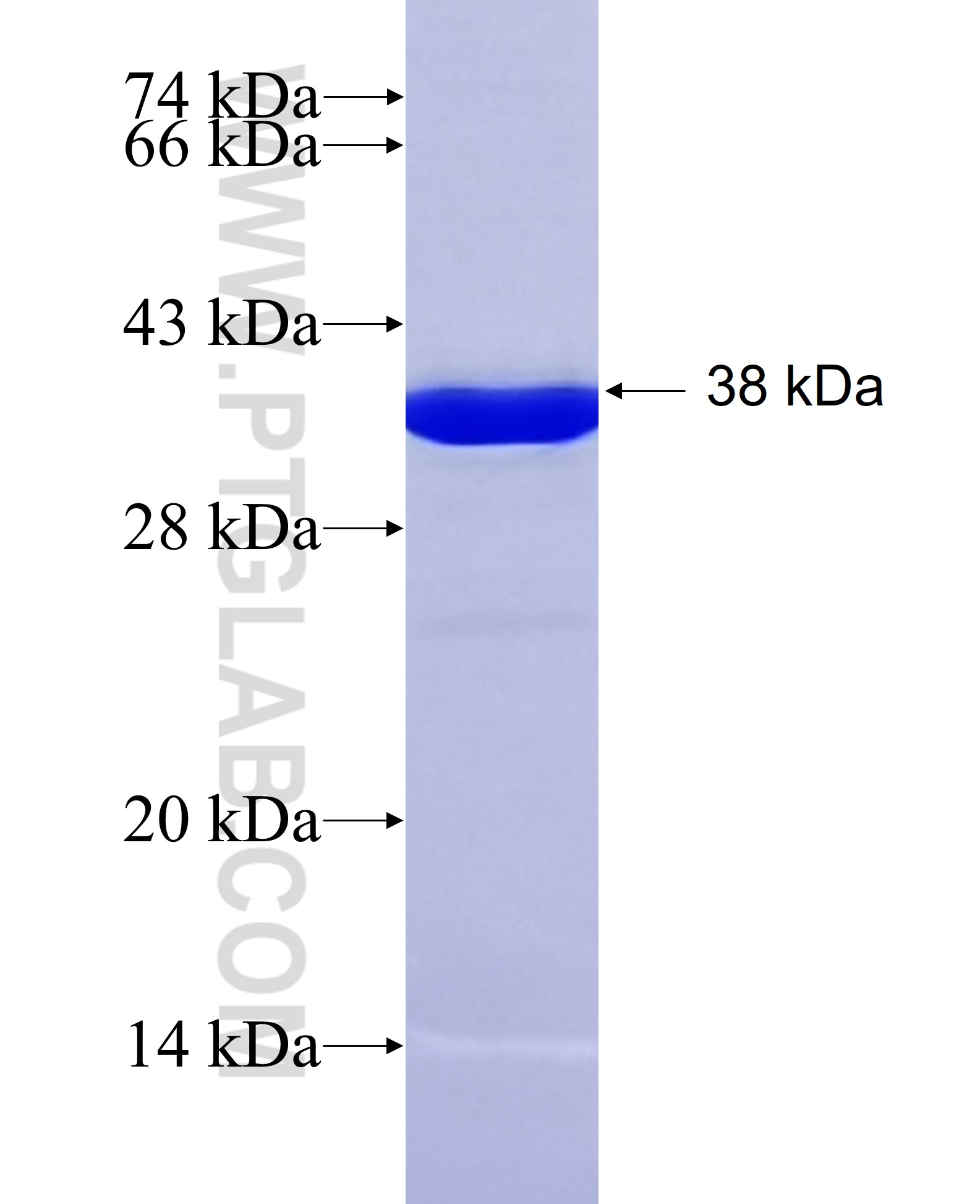 KCNA3 fusion protein Ag14859 SDS-PAGE