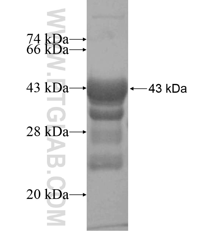 KCNA5 fusion protein Ag16397 SDS-PAGE