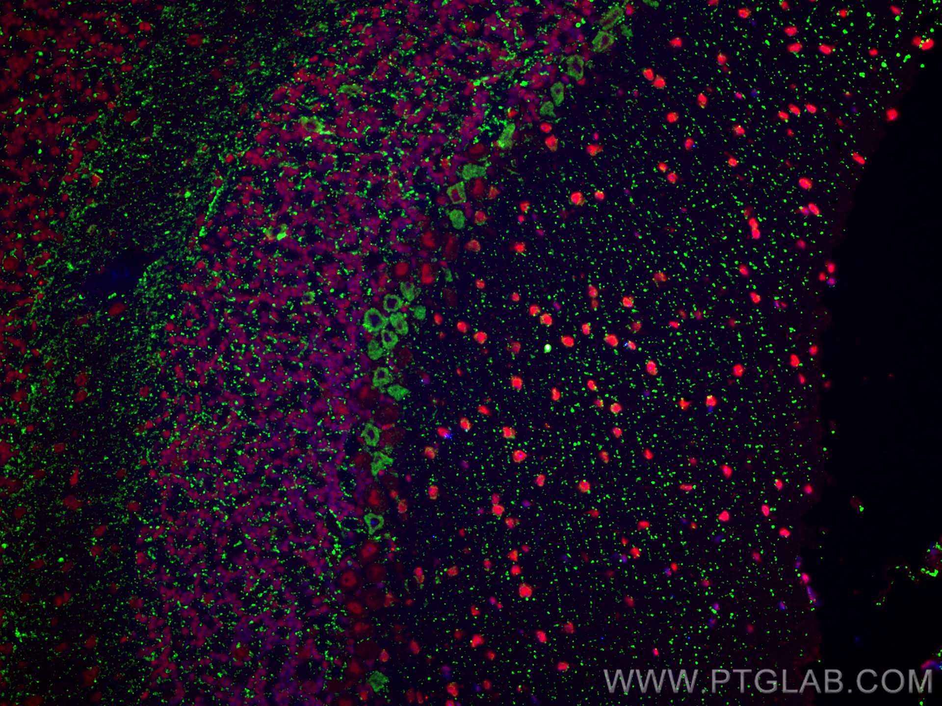 IF Staining of mouse cerebellum using 31900-1-AP