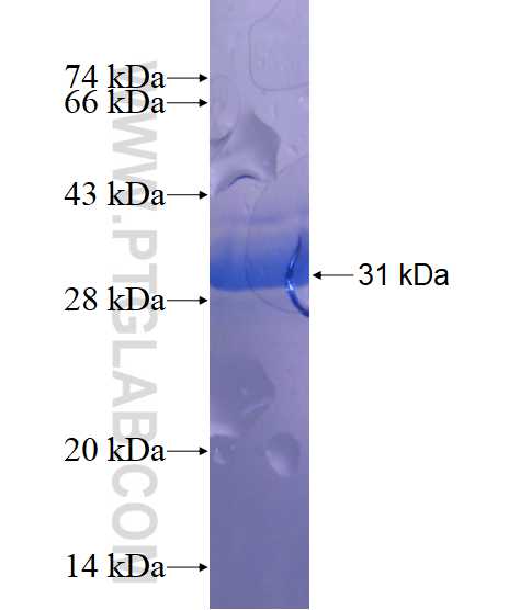 KCNA7 fusion protein Ag23169 SDS-PAGE