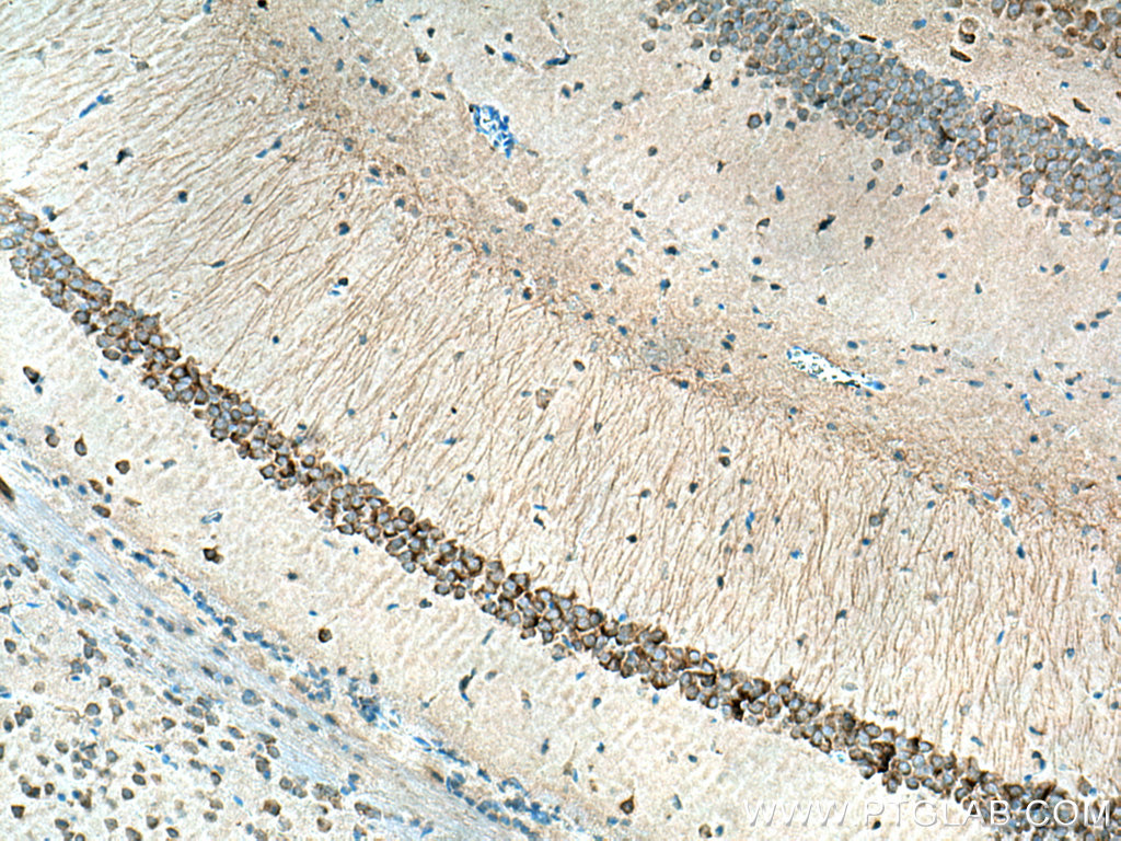 IHC staining of mouse brain using 17890-1-AP (same clone as 17890-1-PBS)