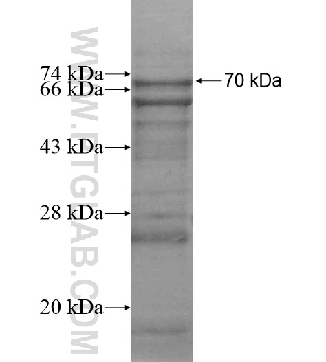 KCNAB2 fusion protein Ag12120 SDS-PAGE