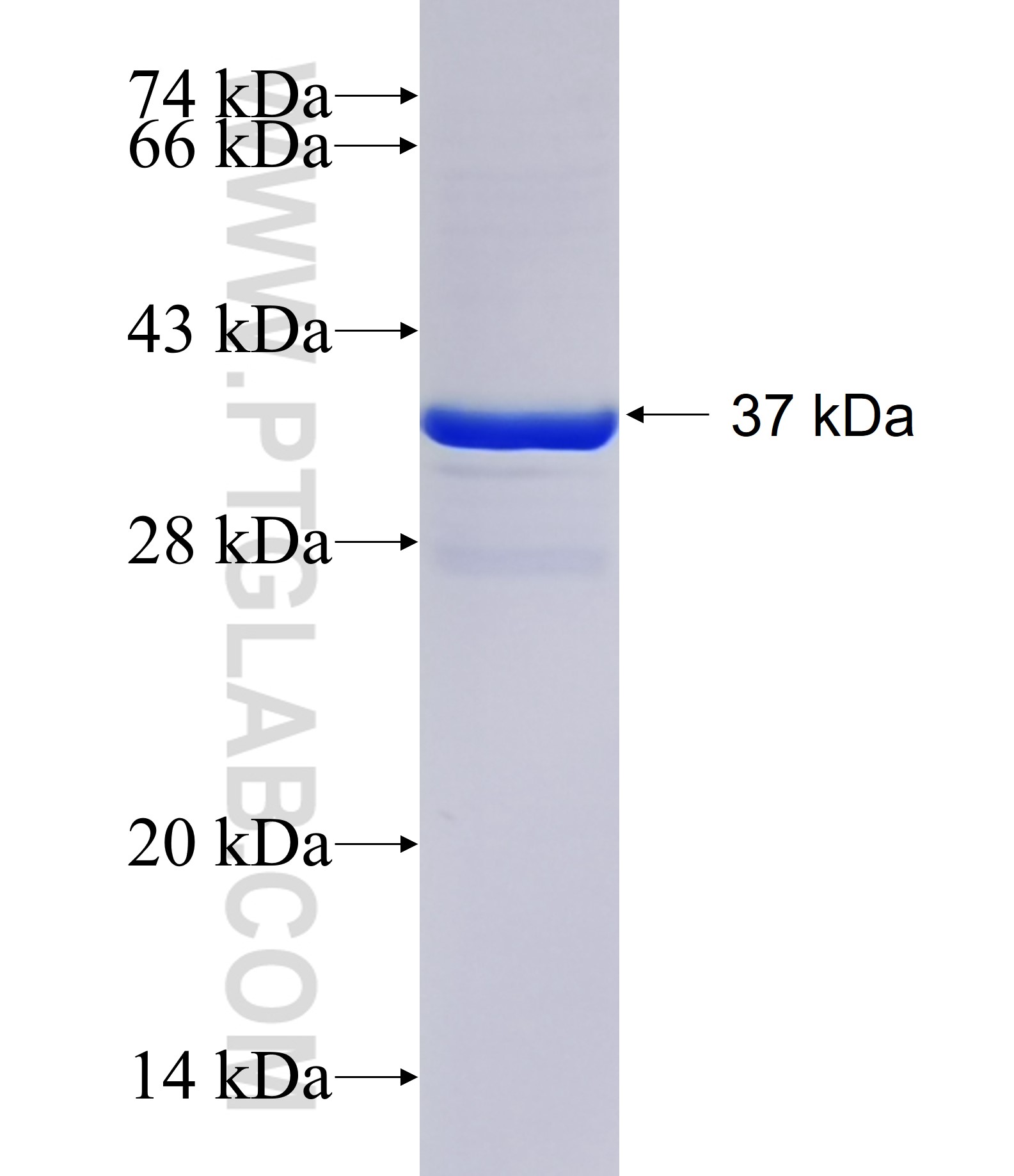 KCNAB3 fusion protein Ag16373 SDS-PAGE