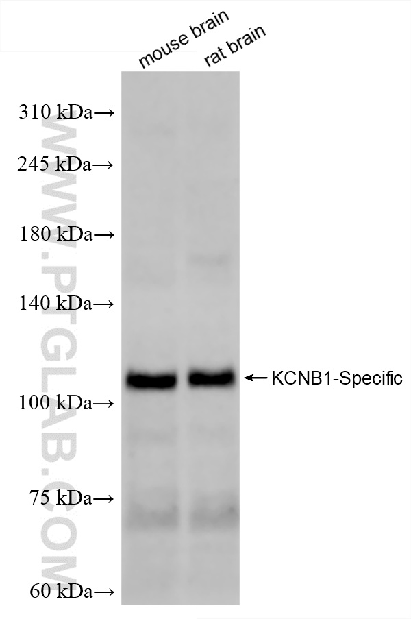 WB analysis using 86281-1-RR